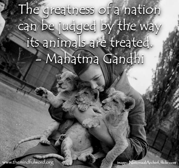 Gandhi Quotes About Dogs. QuotesGram