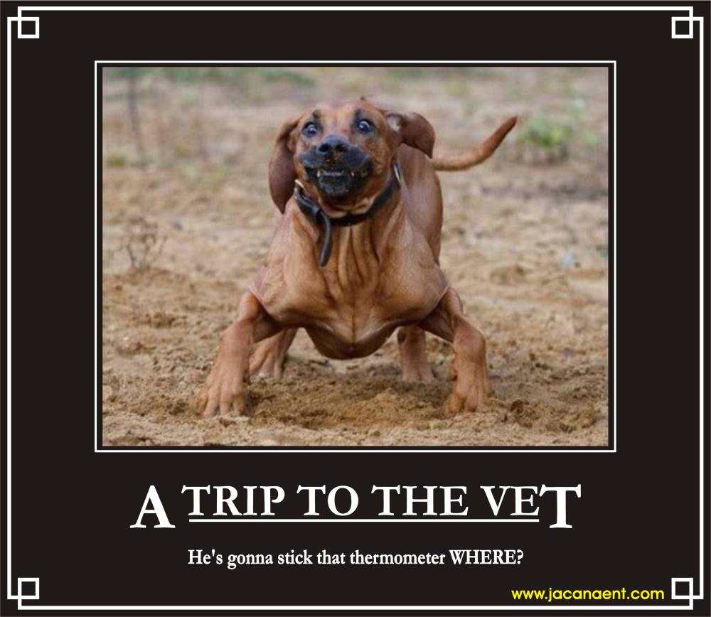 Veterinarian Quotes Inspirational. QuotesGram