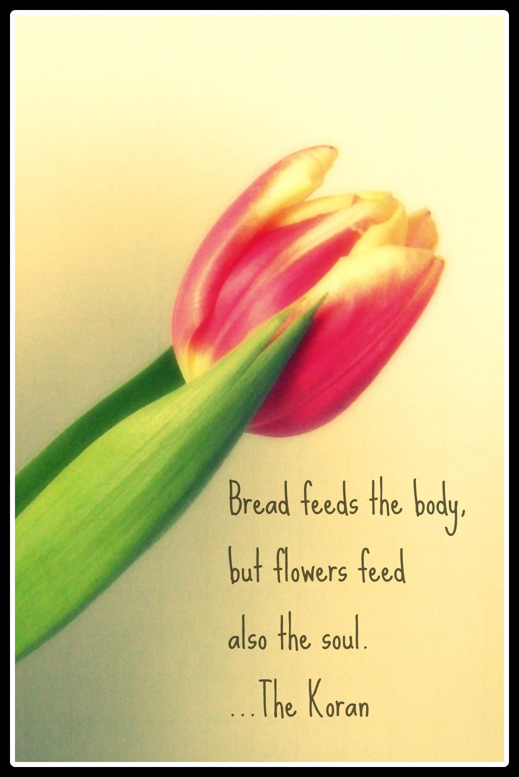 Quotes About Tulips. QuotesGram