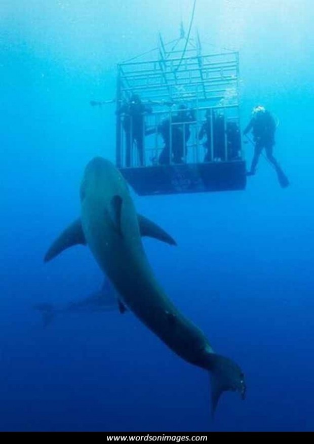 Famous Quotes About Sharks. QuotesGram Famous Quotes About Sharks. QuotesGram