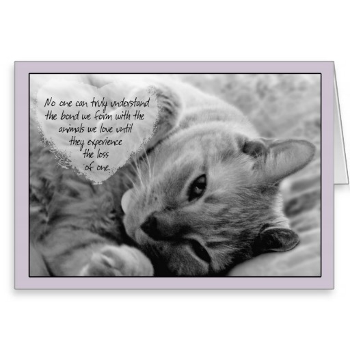 Sympathy Quotes Loss Of Cat Quotesgram