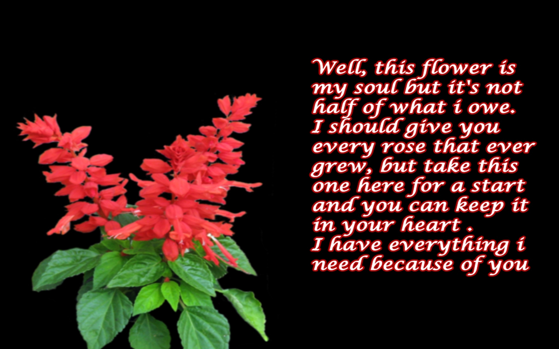 Romantic Flower Quotes. QuotesGram