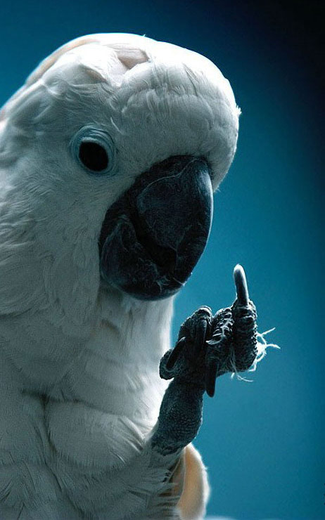 Funny Parrot Pictures