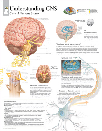 Central Nervous System Quotes. QuotesGram
