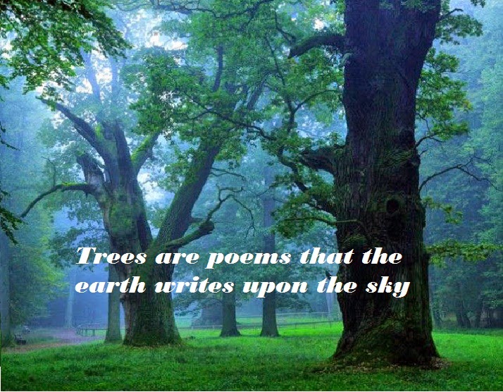 Insirational Tree Of Knowledge Quotes. QuotesGram