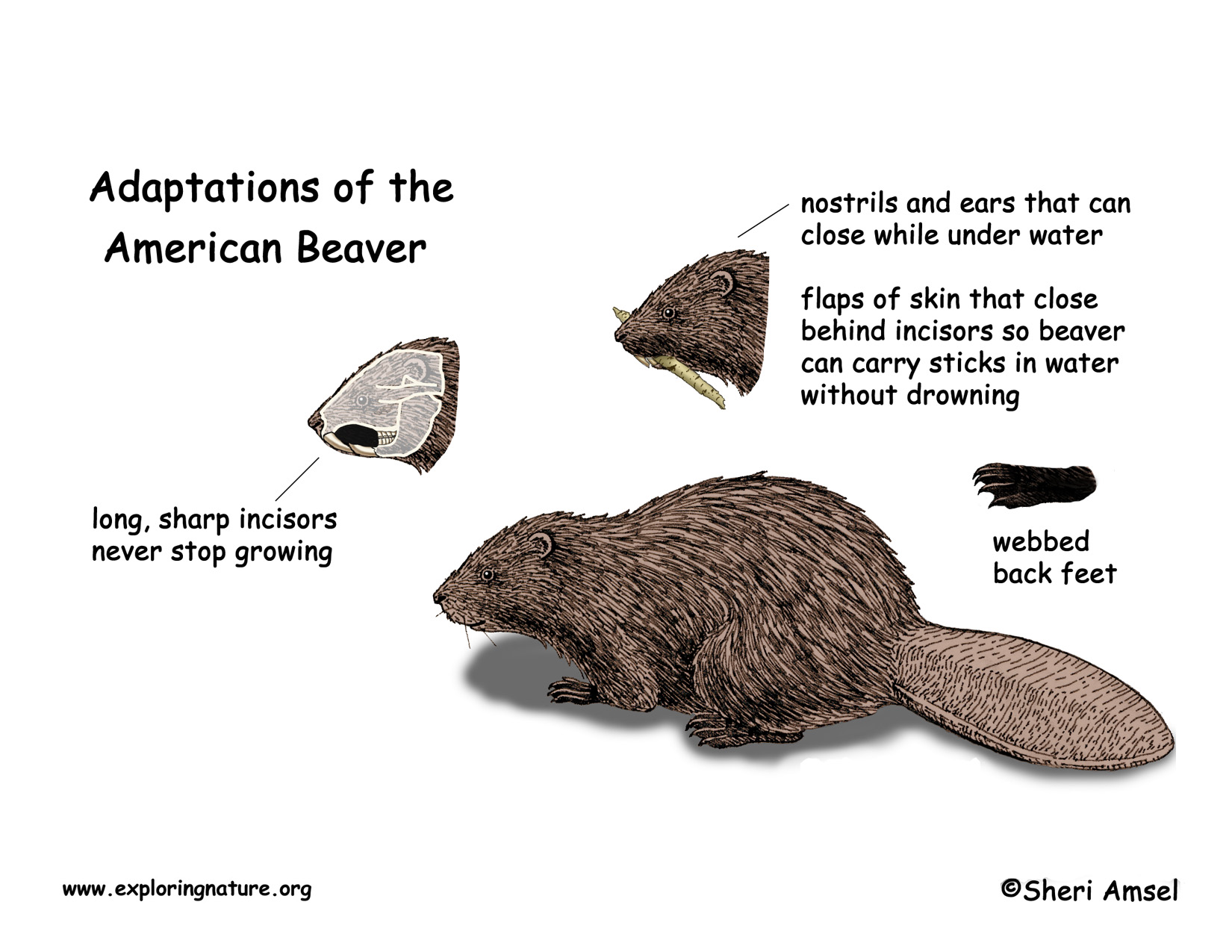 Adaptation Quotes Biology. QuotesGram