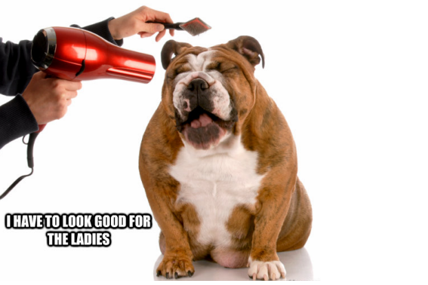 Great Funny Dog Grooming of the decade The ultimate guide 