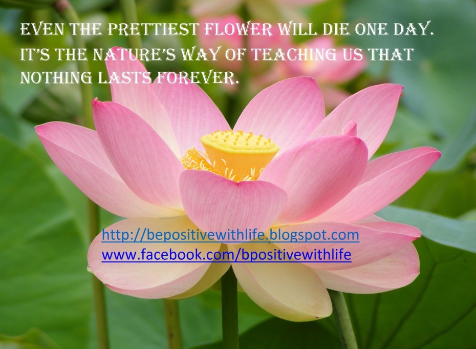 Quotes About Life And Flowers Quotesgram