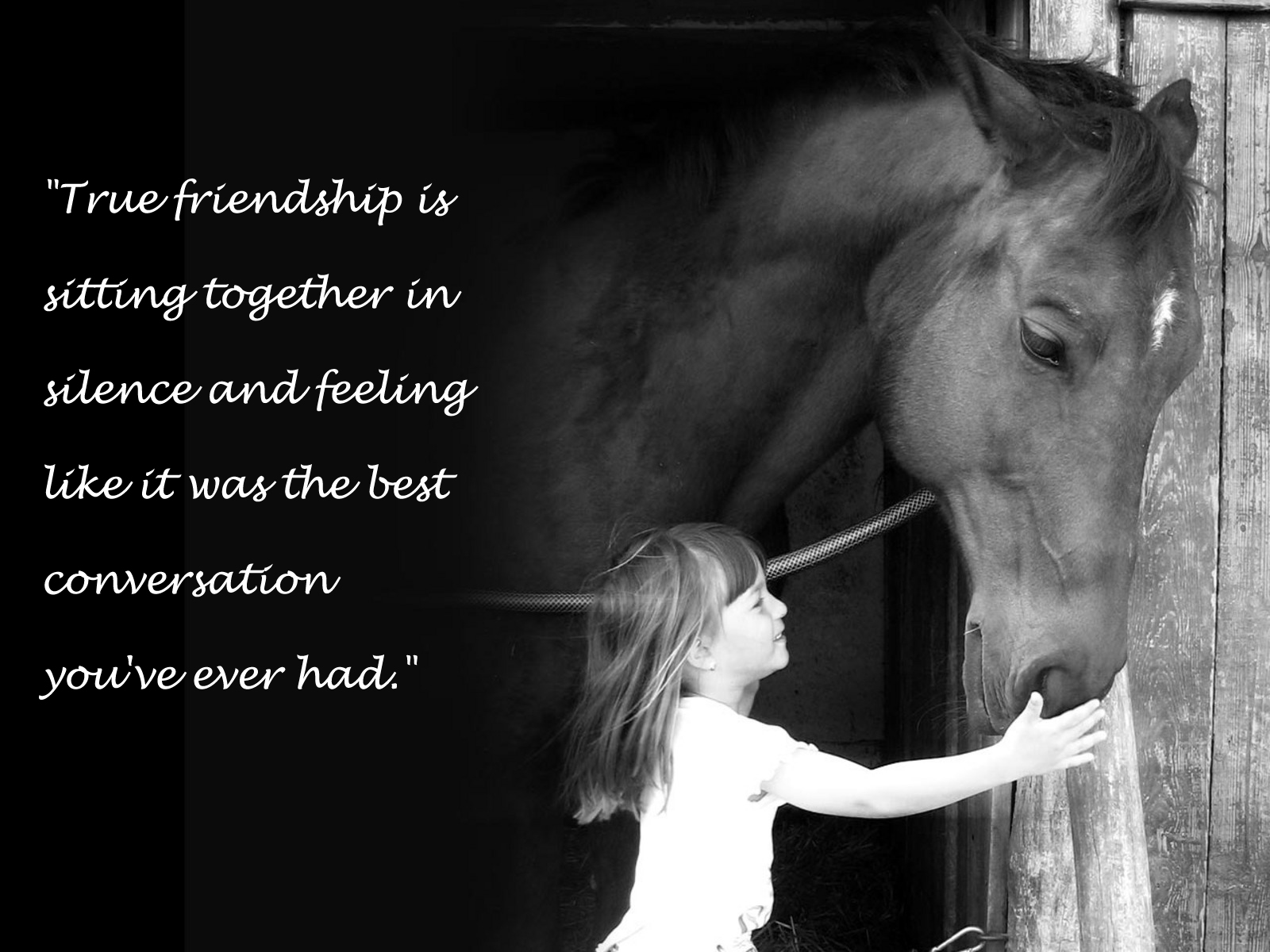 Horse Friendship Quotes