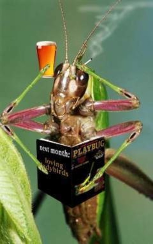 Funny Grasshopper Quotes Quotesgram The best memes from instagram, facebook, vine, and twitter about cricket bug. funny grasshopper quotes quotesgram