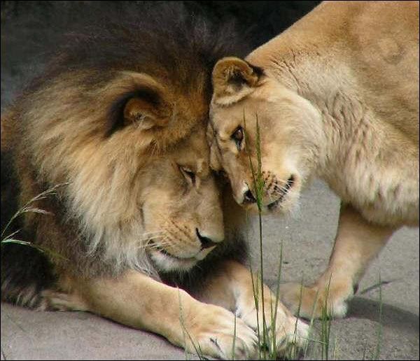 Im A Warrior Lion Quotes Quotesgram Im A Warrior Lion Quotes Quotesgram