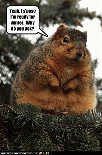 Squirrel With Captions Funny Quotes. QuotesGram