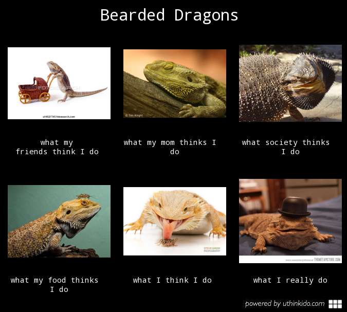 Quotes About Bearded Dragons.