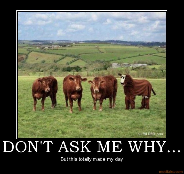 Funny Cow Quotes Quotesgram