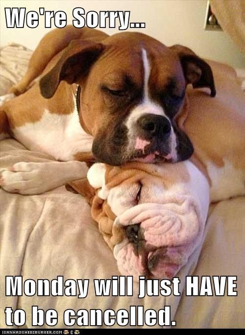 Monday Funny Dog Quotes. QuotesGram