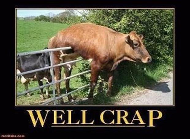 Hilarious Cow Quotes. QuotesGram