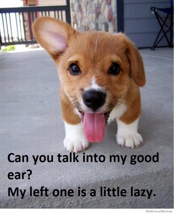 Puppy Love Quotes QuotesGram