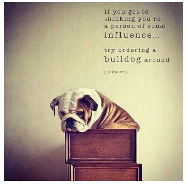 English Bulldog Quotes. QuotesGram