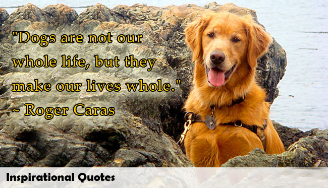 Veterinarian Quotes Inspirational. QuotesGram