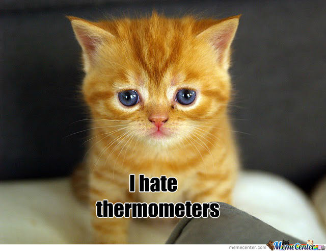 Sad Cat Quotes. QuotesGram