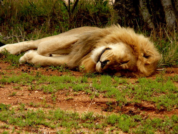 A lion sleep during the day. Спящие львы. Лев спящий. Поза спящего Льва.