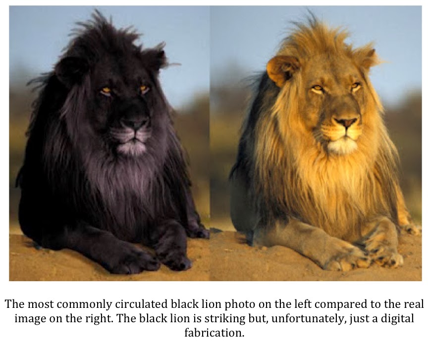 Black Lion Images Quotes. QuotesGram