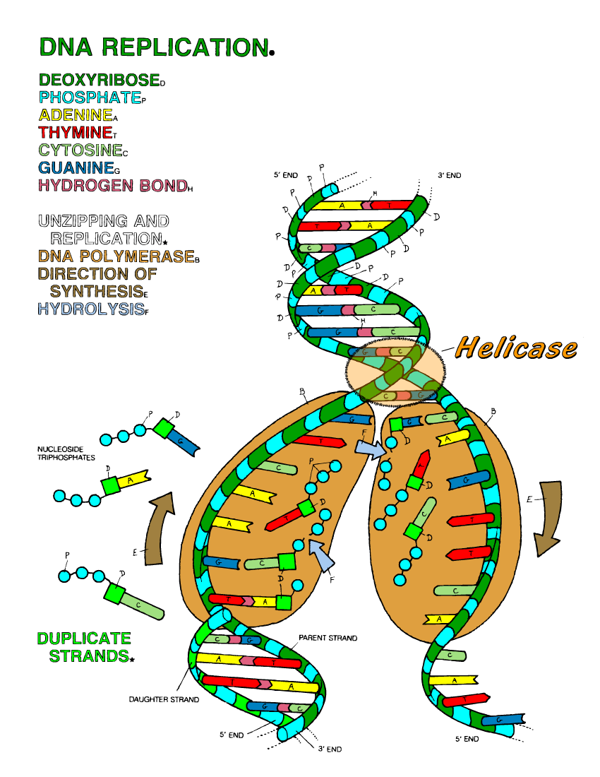 Dna Structure Quotes. QuotesGram