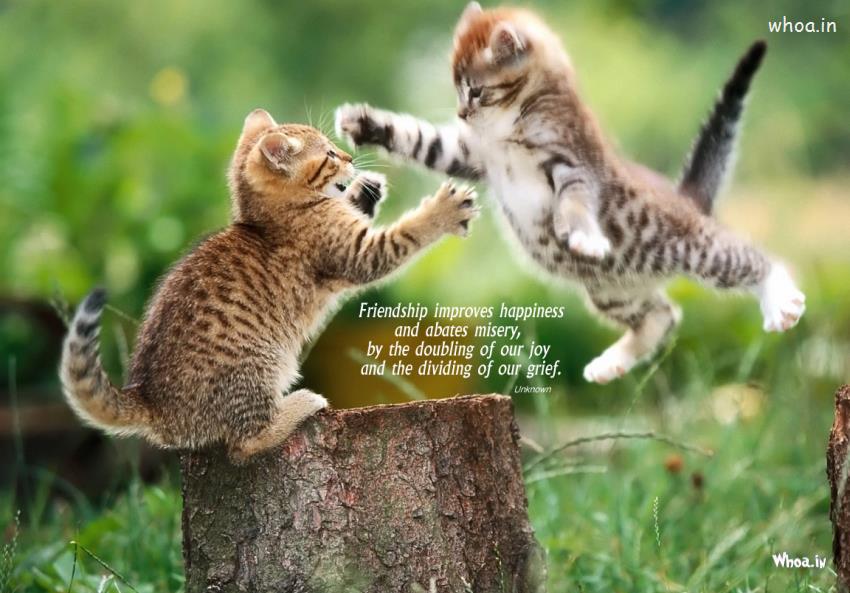 Cat Friendship Quotes. QuotesGram