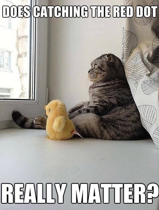 Cat Philosophy Quotes. QuotesGram