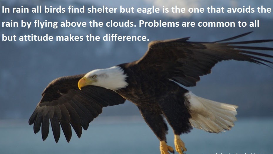 Eagle Motivational Quotes. QuotesGram