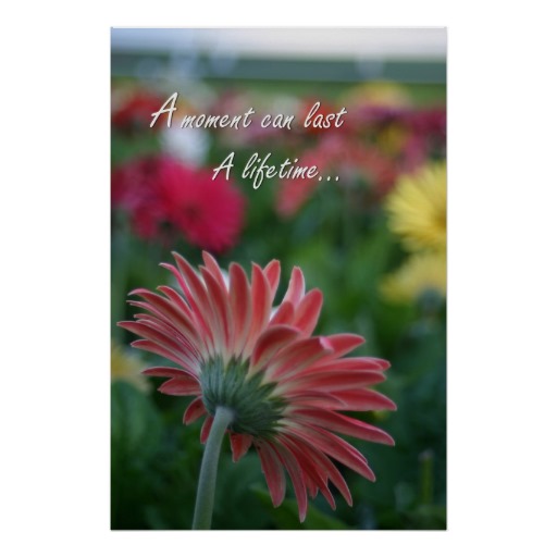 Quotes About Daisy Flowers. QuotesGram