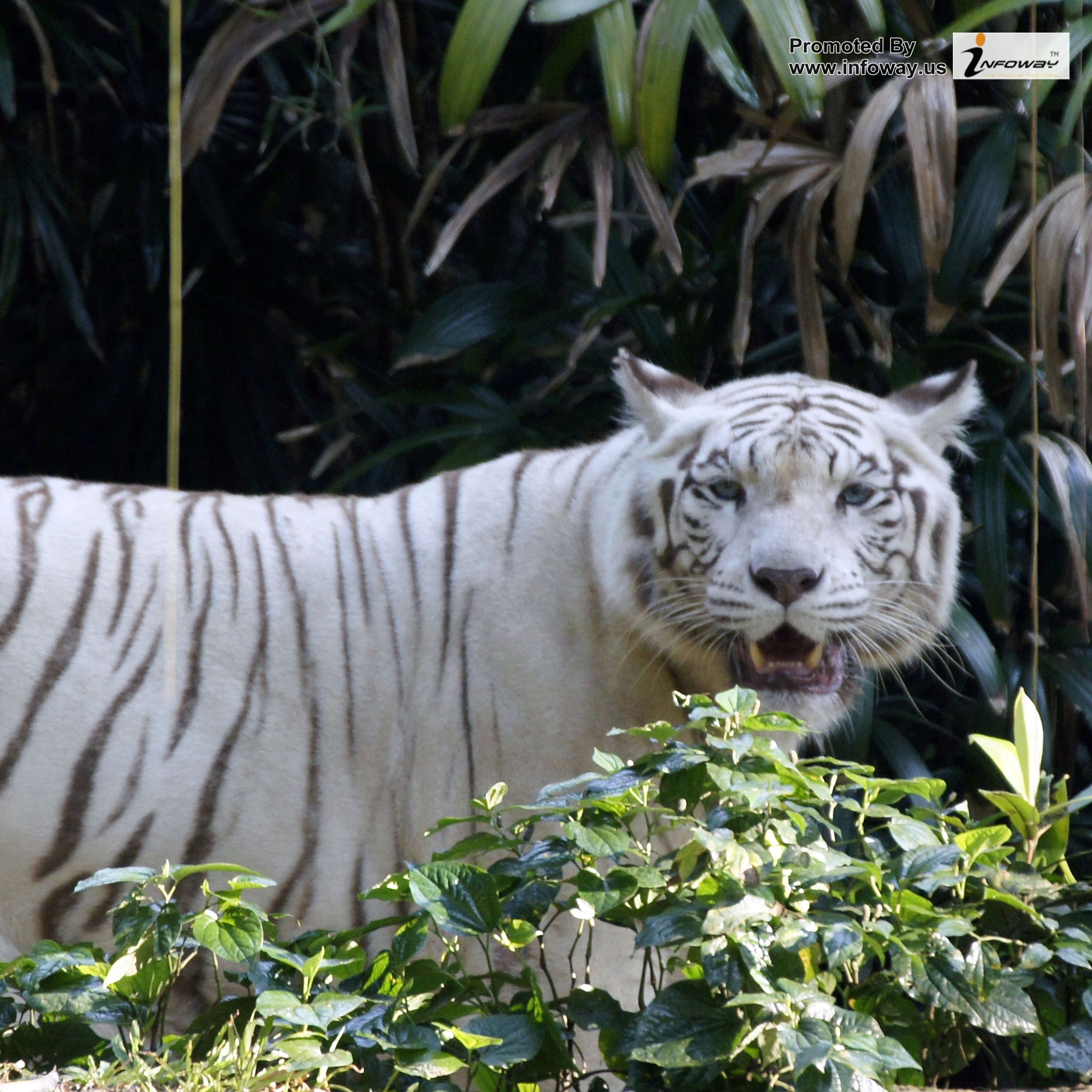 White Bengal Tiger Quotes. QuotesGram