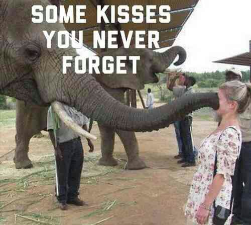 Elephant Jokes And Quotes Quotesgram