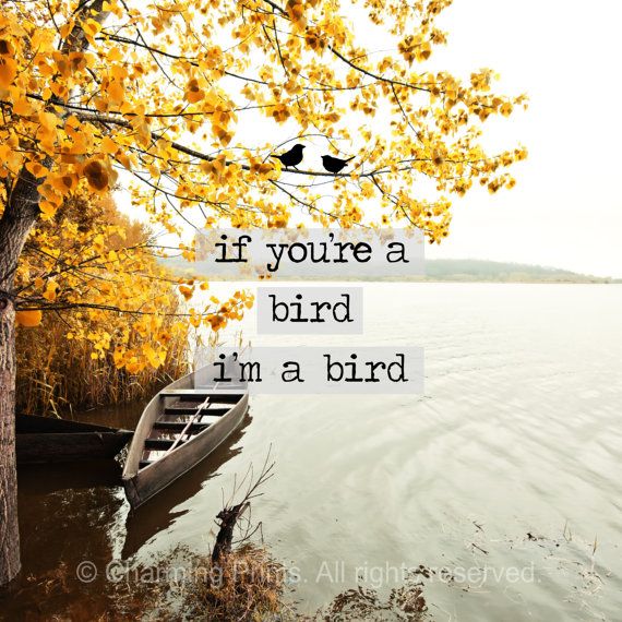 If Your A Bird Notebook Quotes. QuotesGram