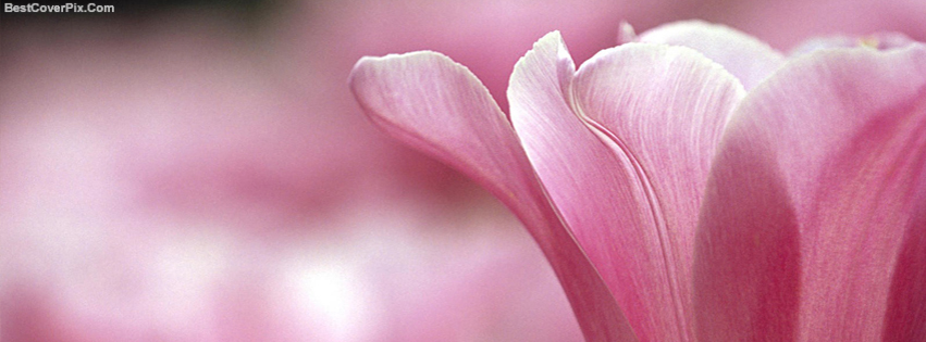 wallpaper for facebook cover page flower