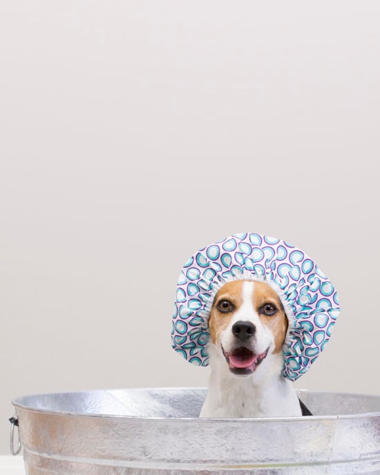 Dog Bath Es Esgram, Bathing Your Dog In The Bathtub