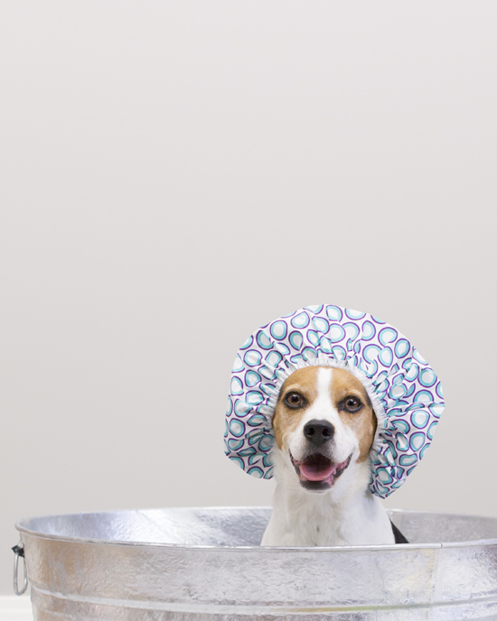 Dog Bath Quotes QuotesGram
