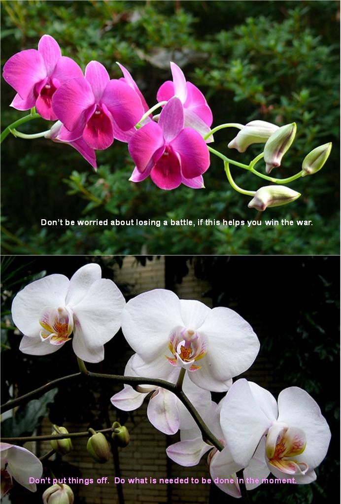 Orchid Quotes Sayings. QuotesGram