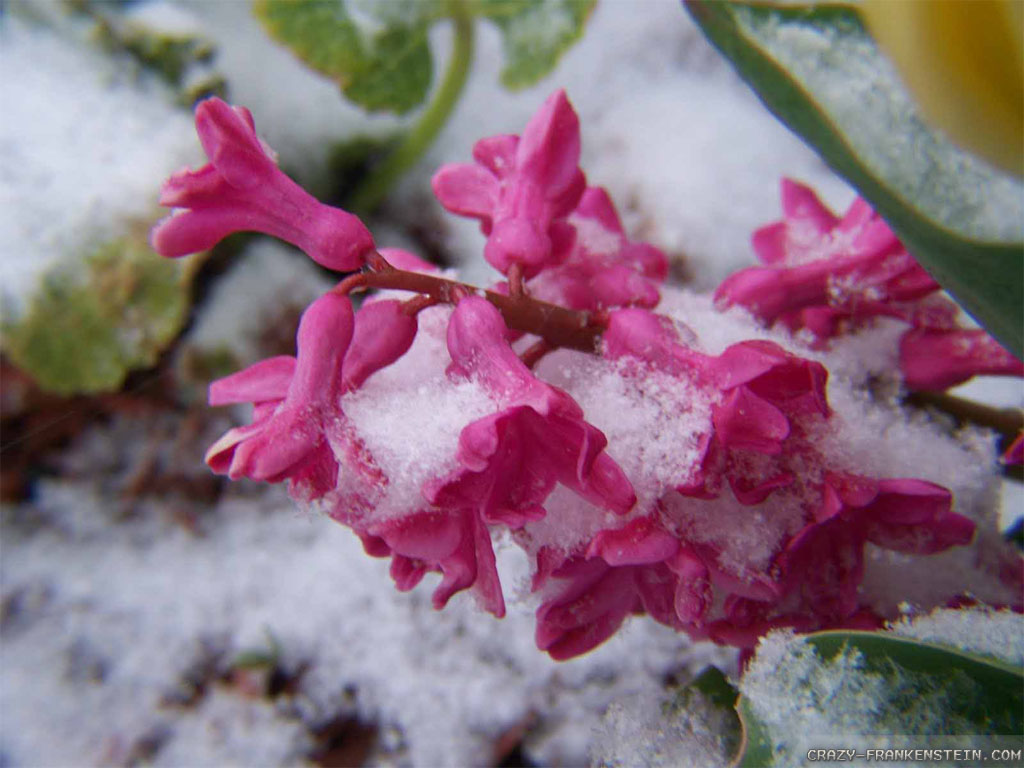 Quotes About Winter Flowers. QuotesGram Quotes About Winter Flowers. QuotesGram