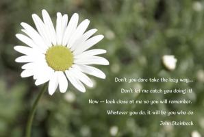  Daisy  Love Quotes  QuotesGram