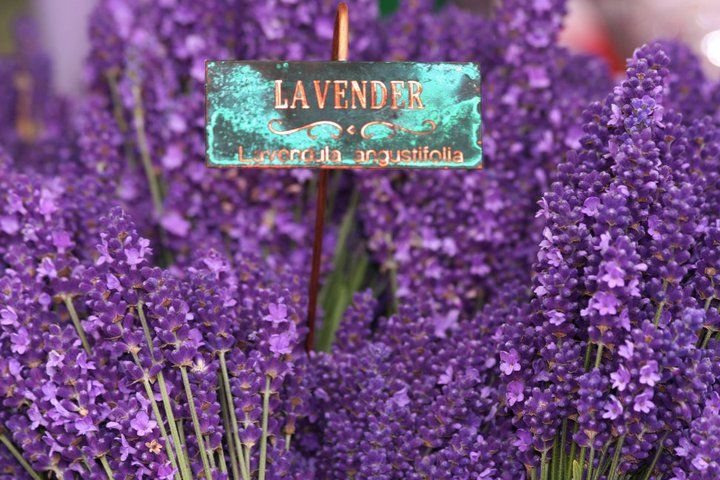 Lavender Poems And Quotes. QuotesGram