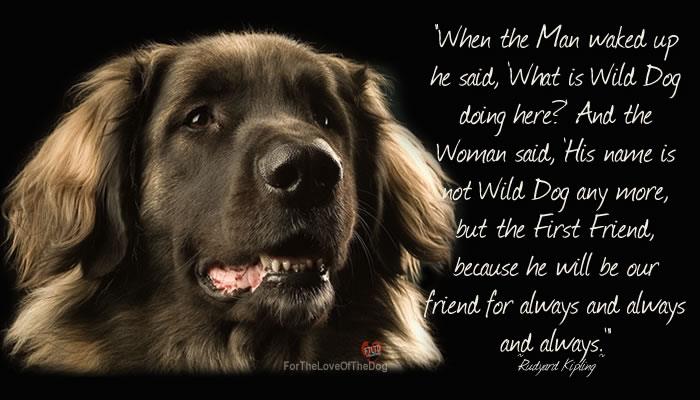  Dead Dog Quotes in the world Learn more here 