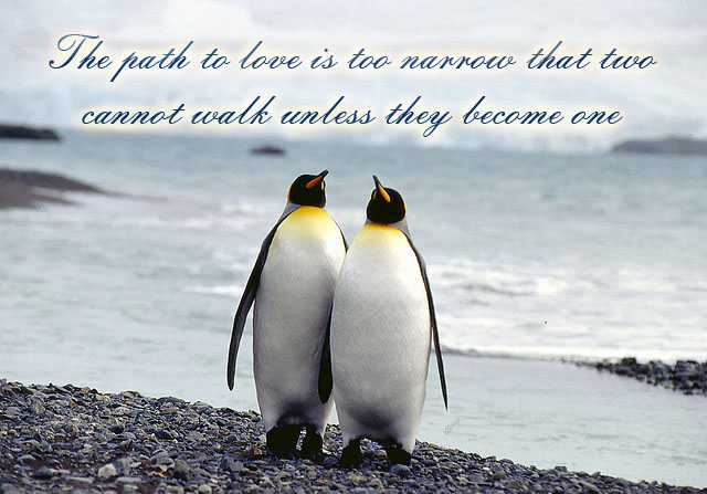 Penguin Love Quotes. QuotesGram