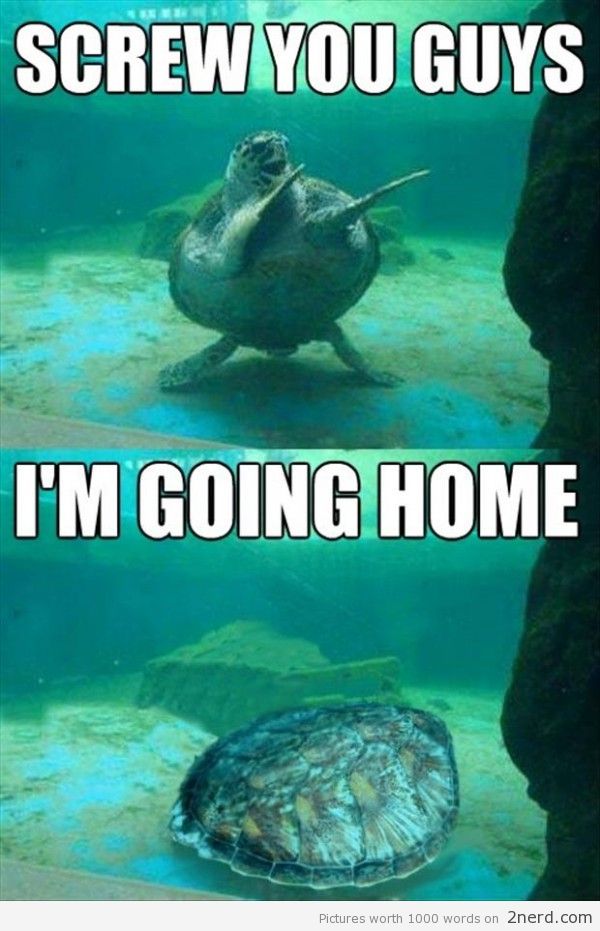Quotes Running Than A Turtle Slow. QuotesGram Quotes Running Than A Turtle Slow. QuotesGram