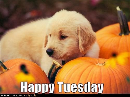 Tuesday Dog Quotes. QuotesGram