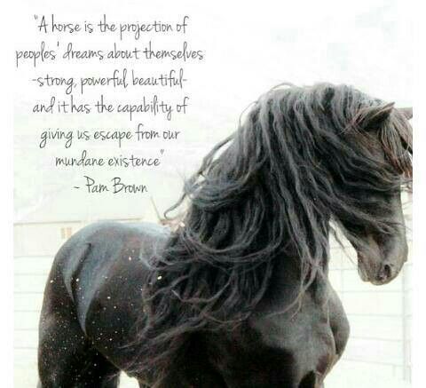 Horse Quotes From Movies. QuotesGram