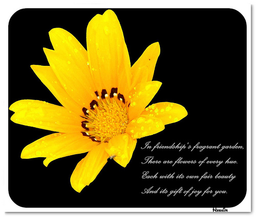Yellow Rose Friendship Quotes. QuotesGram