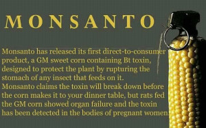 Monsanto GMO Corn Detected in Bodies of Pregnant Woman?