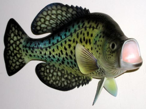 Crappie Fish