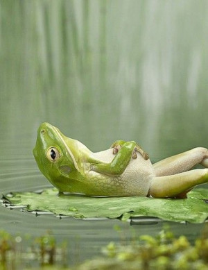 Wish I could chill like this frog!!